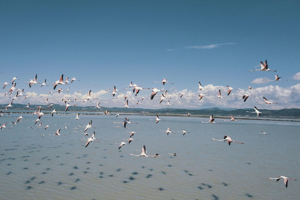 Conservationists: New Airport Gravely Harms Albania Wetland