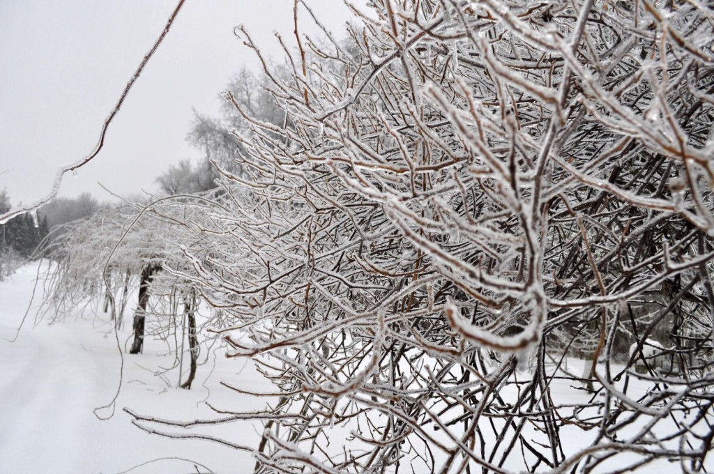 For Your Plants’ Sake, Go Easy On Ice Melting Salt