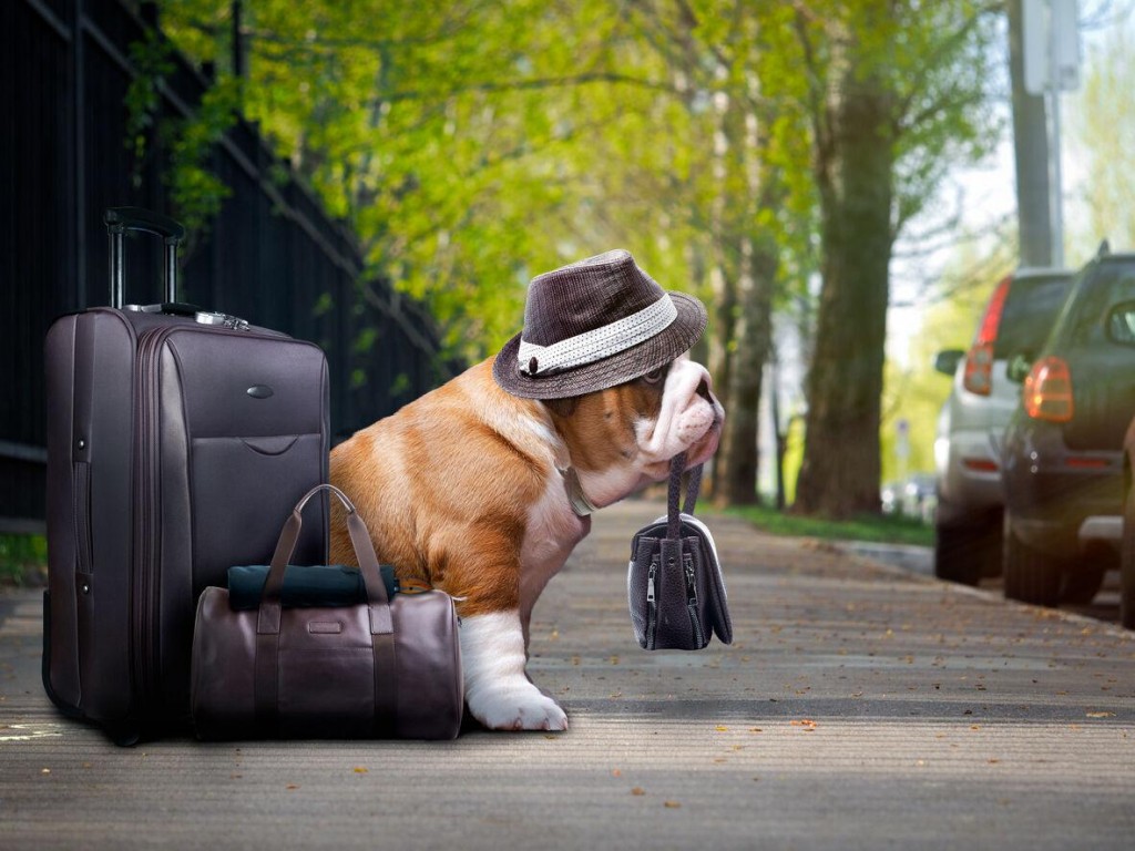 Survey Reveals America’s Love For Pets Is Evident In Travel Habits