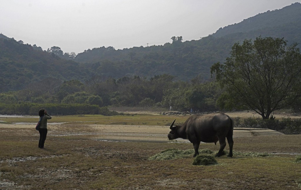 Ap Photos: Year Of Ox Puts Focus On Hong Kong’s Wild Bovines