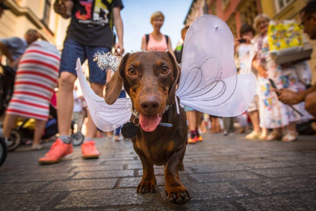 Who Knew? Surprising Places That Welcome Pets