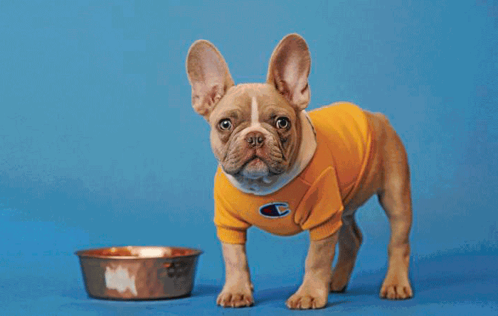 Did You Say Dinner? Human Grade Foods For Your Dog