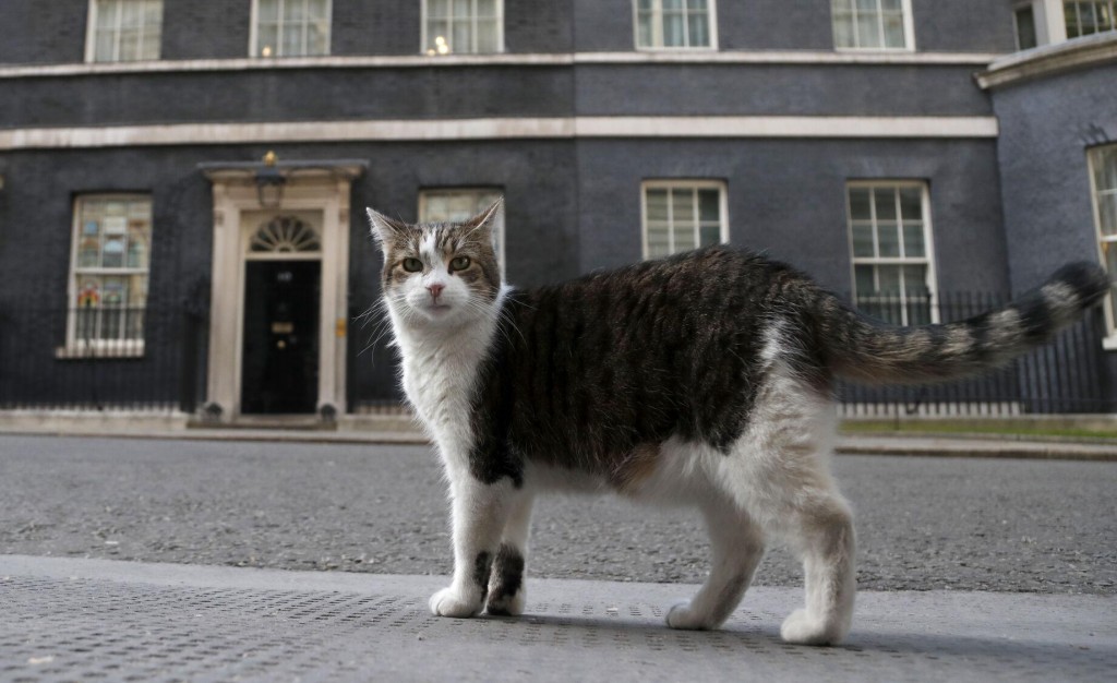 Uk’s Chief Mouser Celebrates 10 Years On The Prowl