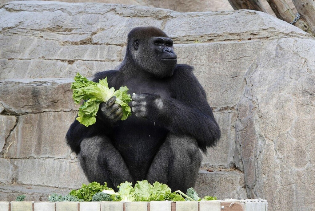 San Diego Zoo Gorillas Recover From Coronavirus