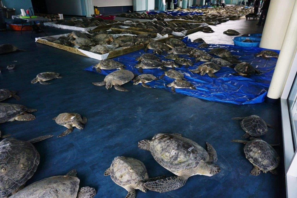 Thousands Of Cold Stunned Turtles Rescued In Texas