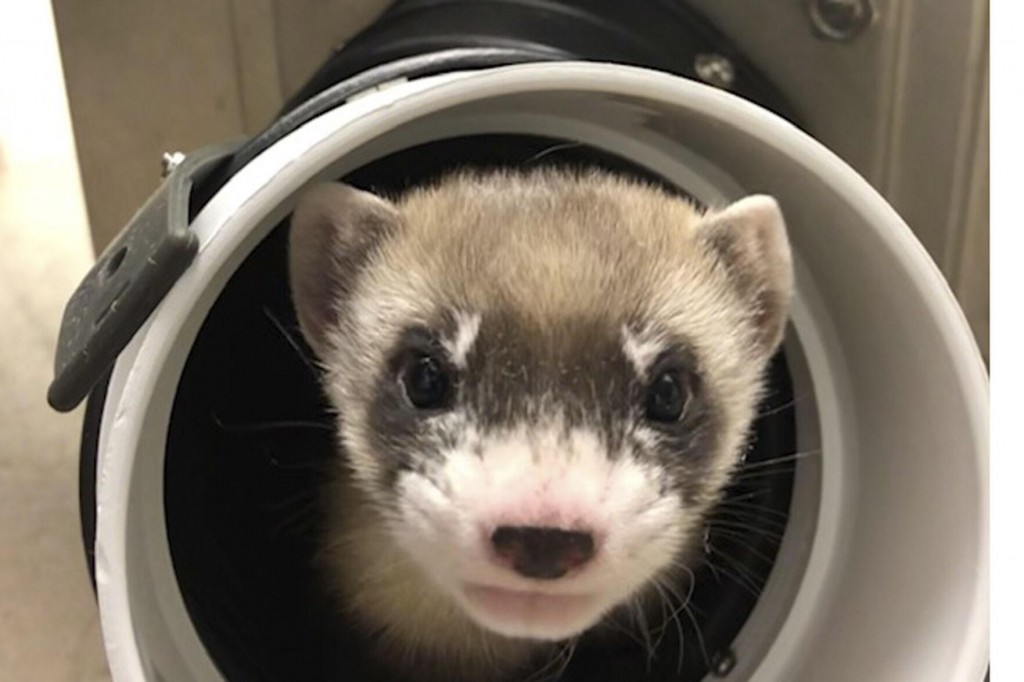 Meet Ferret Elizabeth Ann, 1st Clone Of Us Endangered Species