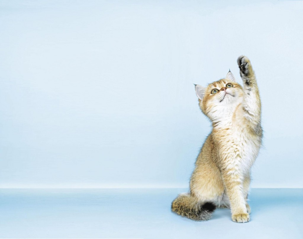 Yes, Kittens Can Be Trained — With Treats And These Techniques