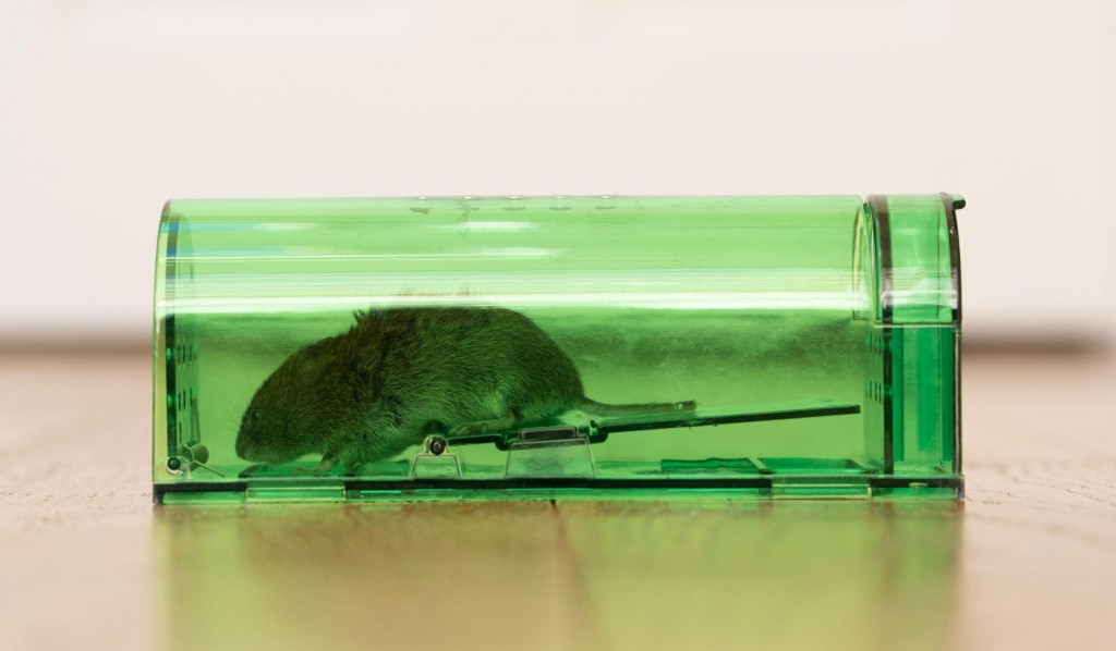 How To Prevent Indoor Rodent Invasions