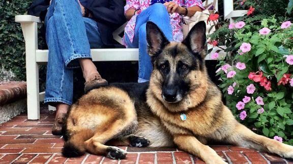 Biden’s Pet Champ Defended After Called ‘junkyard’ Dog By News Host
