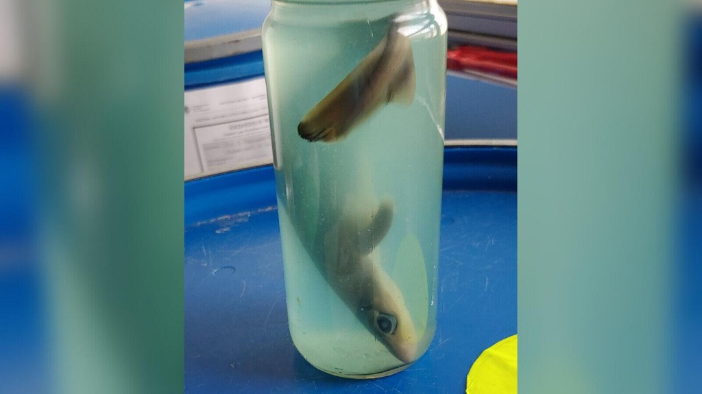 Among The Tsa’s Top 10 Catches Of 2020: A Dead Shark
