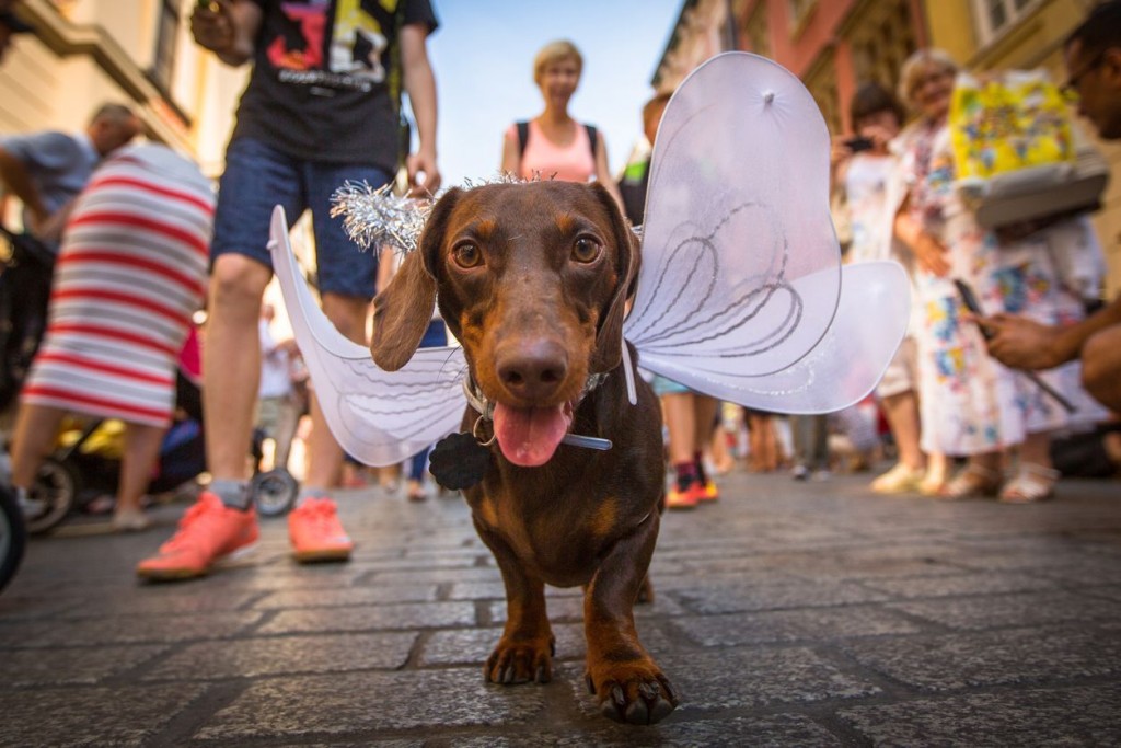 Who Knew? Surprising Places That Welcome Pets