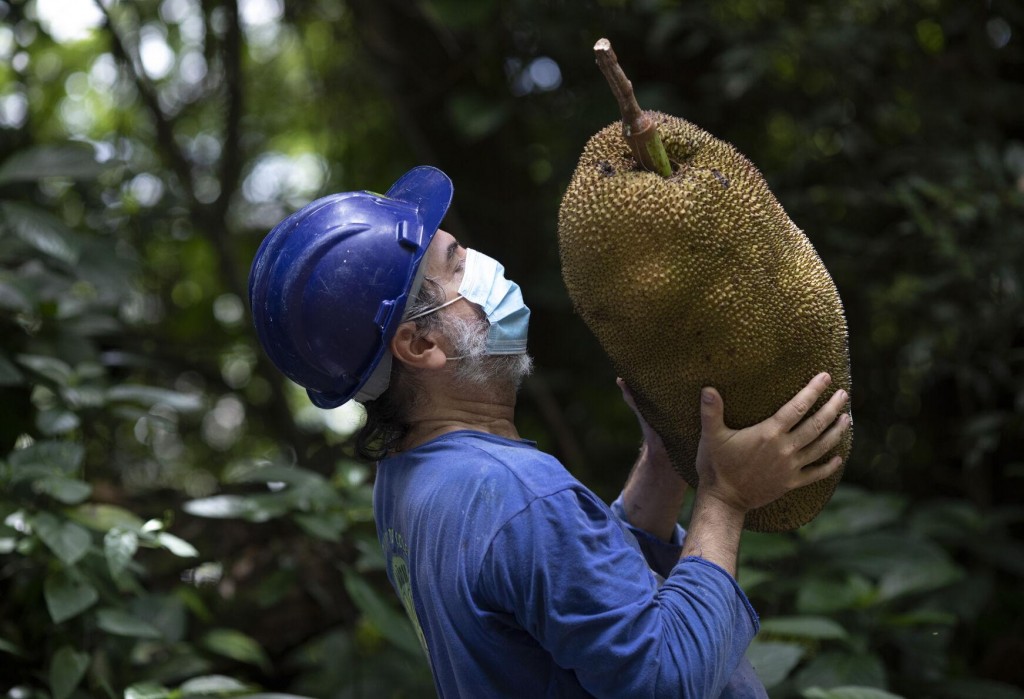 Danger Or Delight? Uphill Battle For Brazil’s Huge Jackfruit