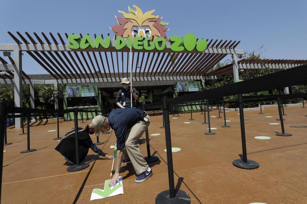 9 Great Apes Get Covid 19 Vaccinations At San Diego Zoo