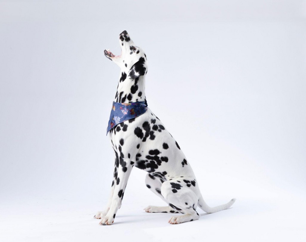 How To Choose The Best Treats To Reward Your Dog