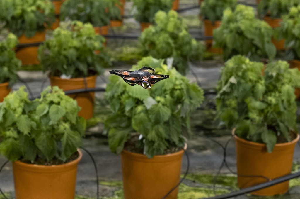 Drones Vs Hungry Moths: Dutch Use Hi Tech To Protect Crops