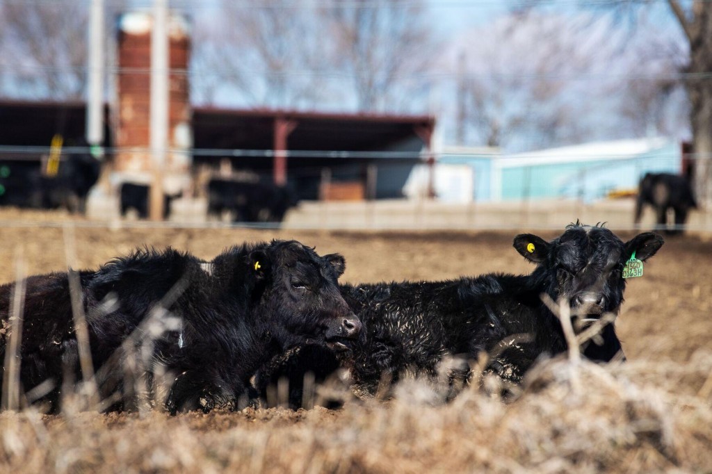 Bill Gates’ Call For Wealthy Nations To Forgo Meat Sparks Backlash In Nebraska