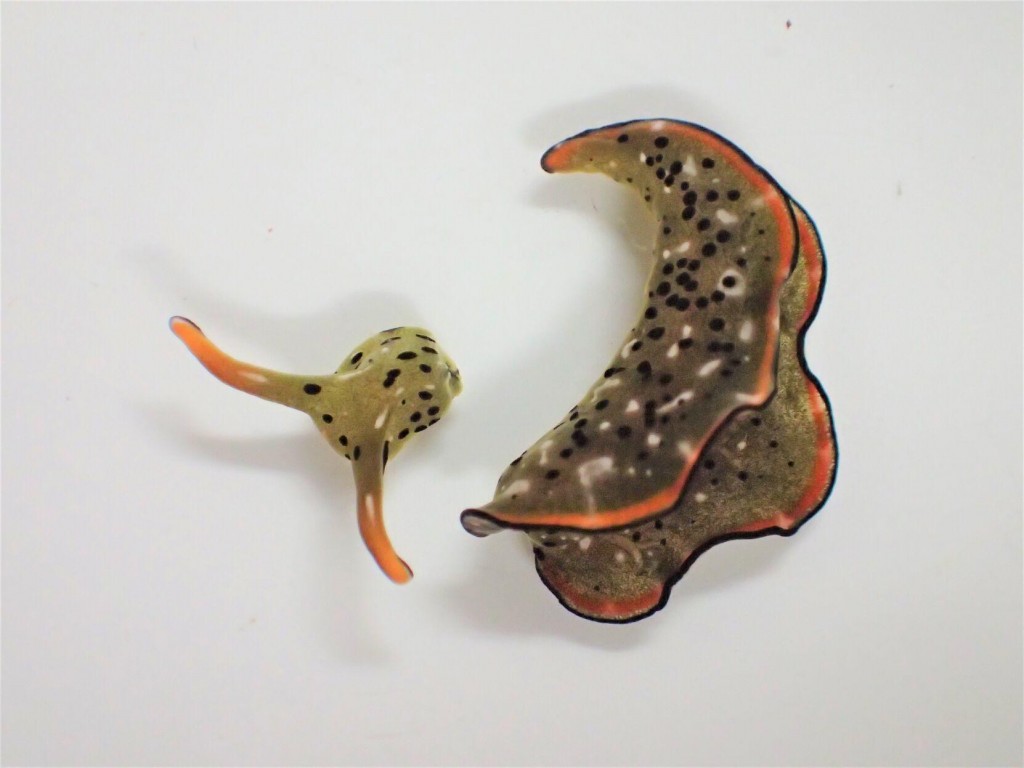 Sea Slugs Grow Whole New Bodies After Decapitation