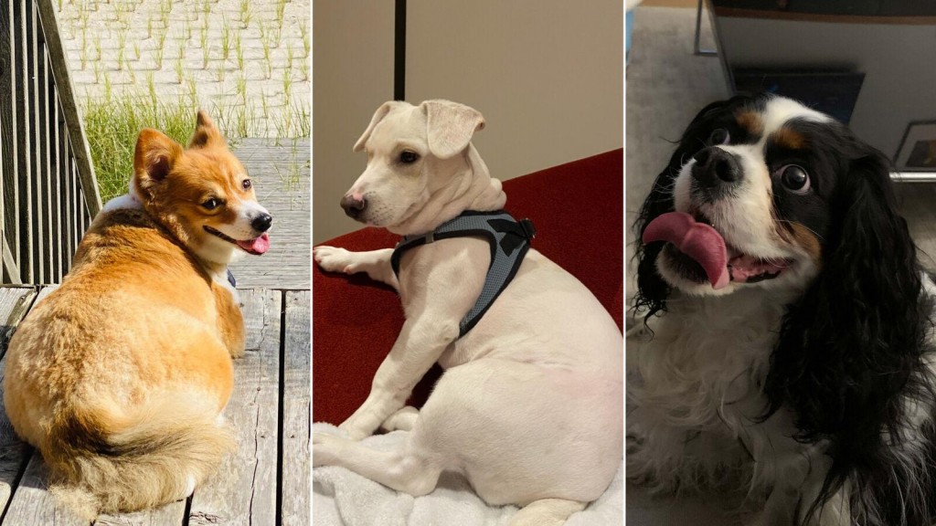Pets Are Also Putting On Pounds During The Pandemic