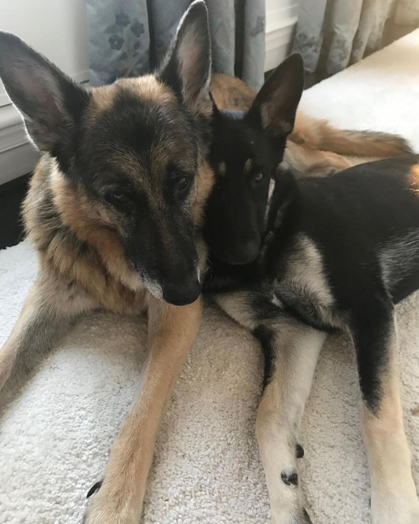 Biden’s German Shepherds Sent Back To Delaware After ‘biting Incident’ With Security Guard