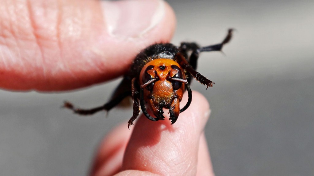 Murder Hornet Season In Us Is Around The Corner