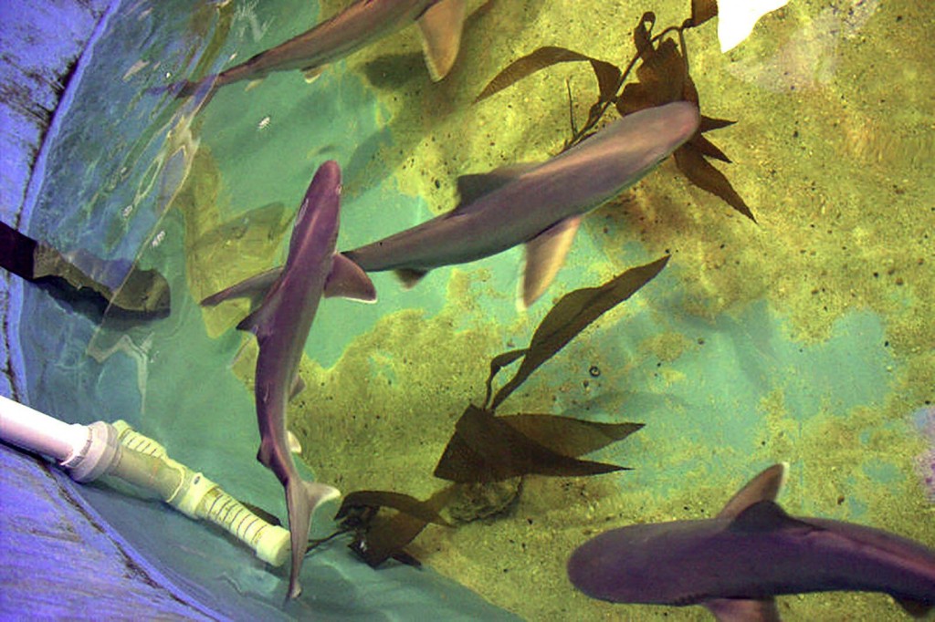 New York Man Guilty Of Keeping Sharks In Pool, Offering Them For Sale