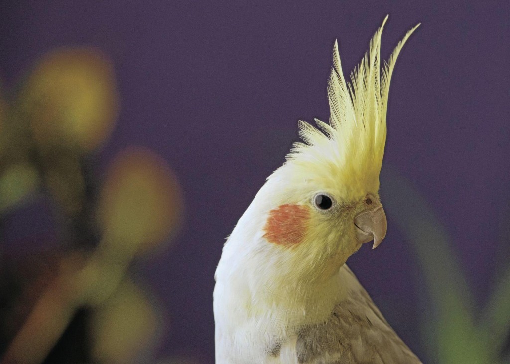 For The Birds: How To Treat, Enrich, Protect Your Pet Bird