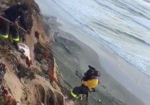 Firefighters Rescue Labrador Puppy From Cliff