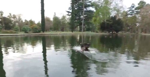 Rescuers Save Goose Impaled By Hook At Sacramento’s Land Park