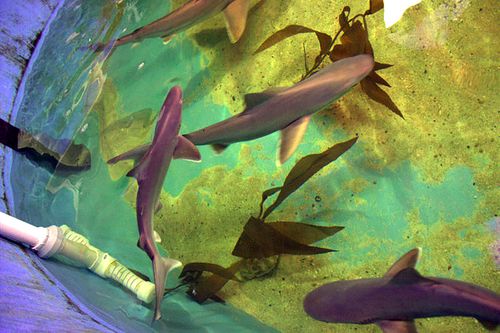 A Man Is Found Guilty Of Keeping Live Sharks In His Pool And Offering Them For Sale Online