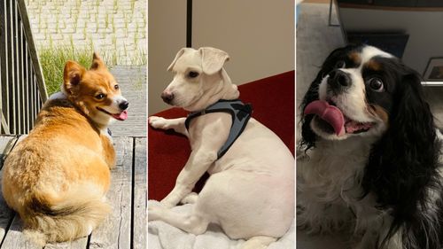 It’s Not Just You. Your Pets Are Also Putting On The Pounds During The Pandemic
