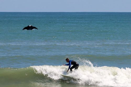 A Giant Manta Ray Jumped Out Of The Ocean And Photobombed A Surfer In Florida