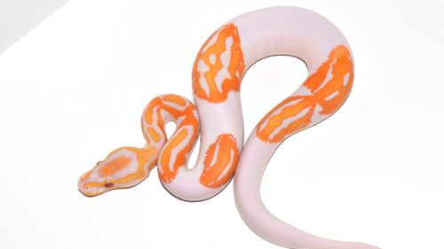 A Snake That Smiles Right Back At You … Three Times