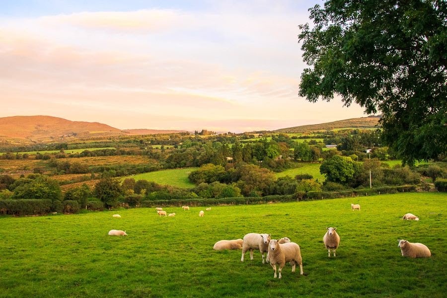 Ireland 2 Sheep
