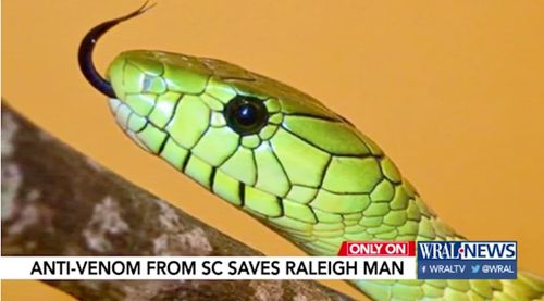 Man Survives After Being Bitten By Venomous Pet Snake