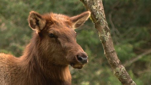 Elk Population Continues To Grow Slow & Steady, 20 Years After Reintroduction Into Smokies