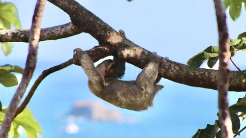 Travel To Costa Rica During Covid 19: What You Need To Know Before You Go