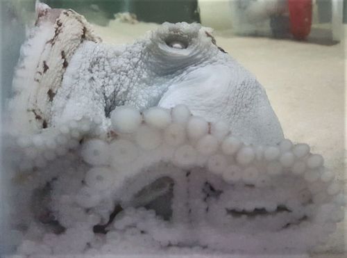 Do Octopuses Dream? Maybe. But They Definitely Change Colors While They Sleep