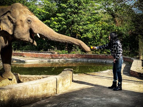 Cher Rescued An Elephant Then Sang Him ‘my Way’
