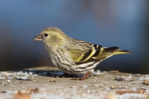 Salmonella Infections In 8 States Could Be Tied To Wild Songbirds, Cdc Says