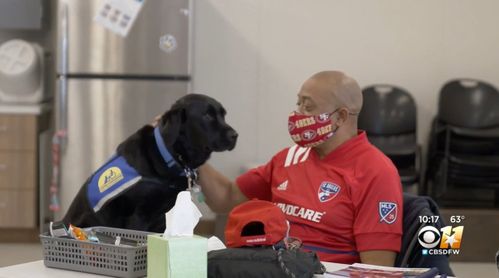 Service Dogs Make Difference In Lives Of Veterans With Ptsd
