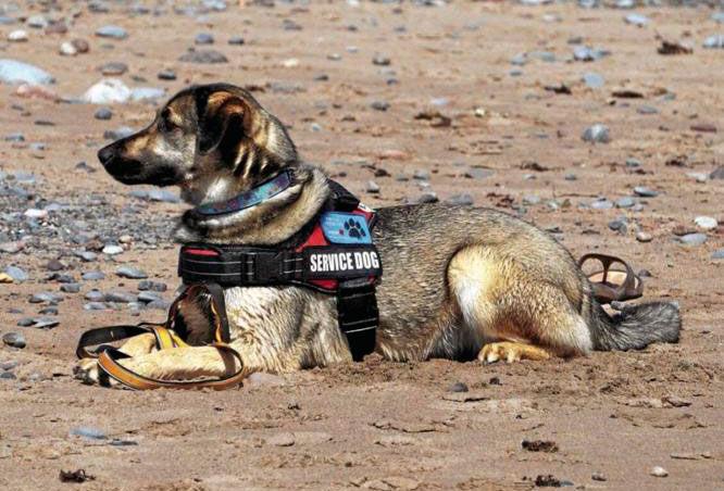 Here’s How Successful Support Dogs Are Trained