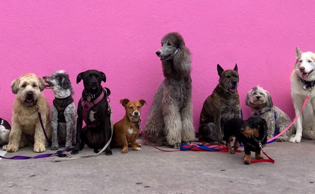 How To Pick The Right Dog For Your Lifestyle