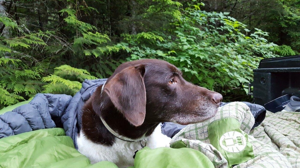 65 Percent Of Campers Are Dog Lovers