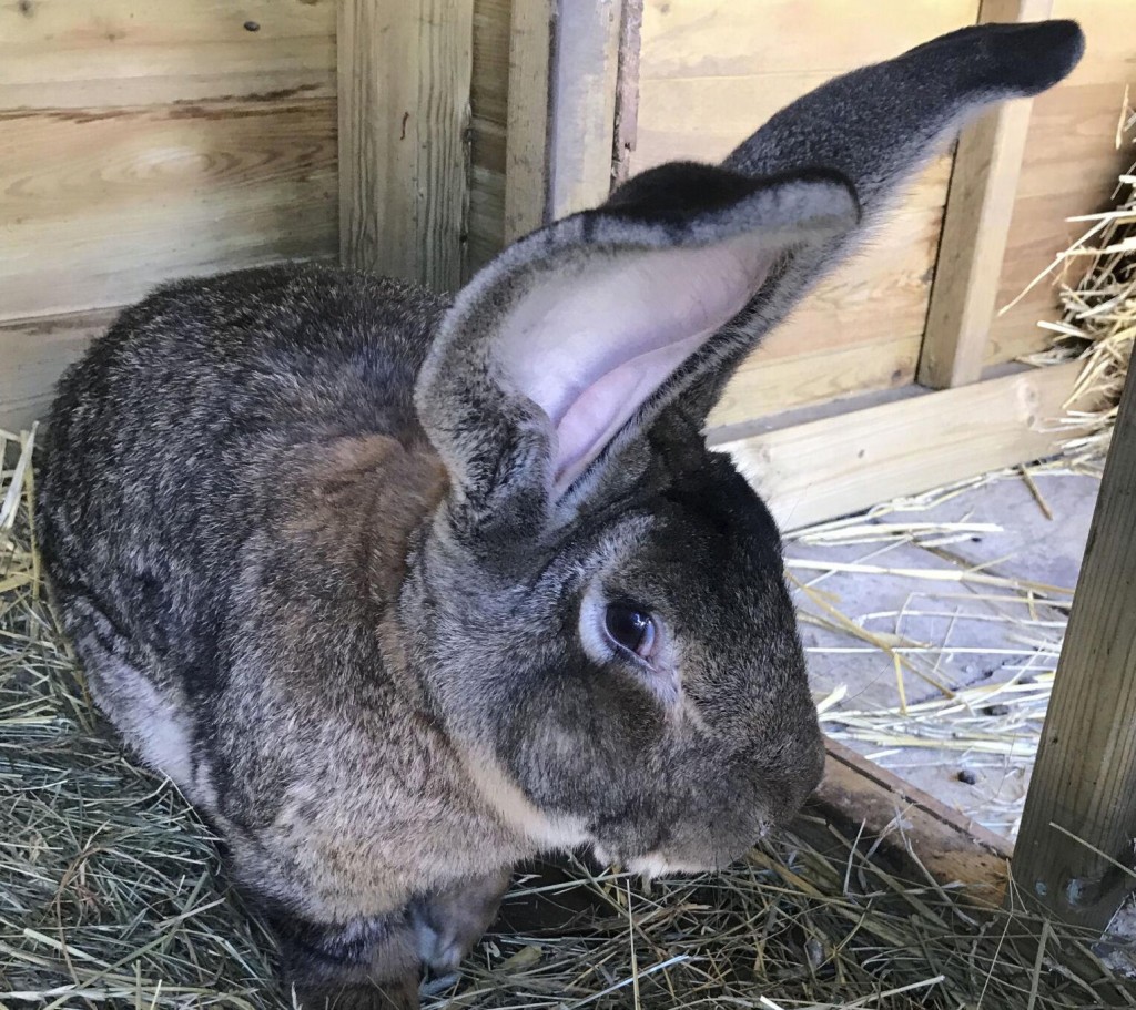 Bunny Snatched: Record Holding Giant Rabbit Stolen In Uk