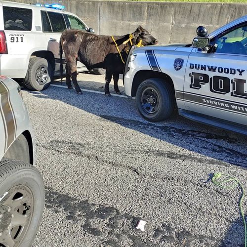 Cow Rescued After Falling Out Of A Trailer On Highway