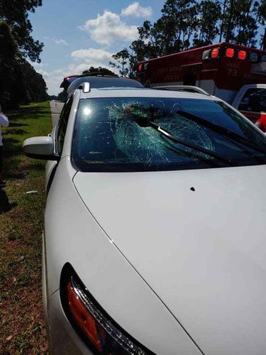 Turtle Crashes Through A Car’s Windshield, Sending A Woman To The Hospital