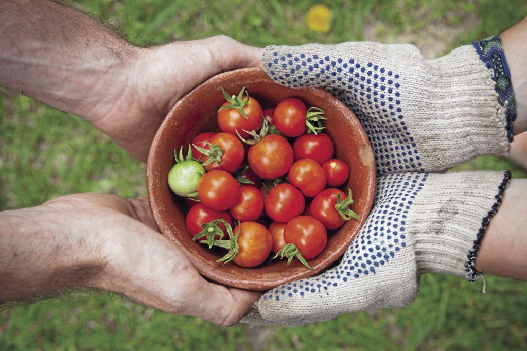 15 Easy To Grow Vegetables For Beginner Green Thumbs