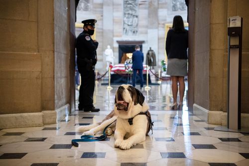 Comfort Dogs Find Bipartisan Support On Capitol Hill