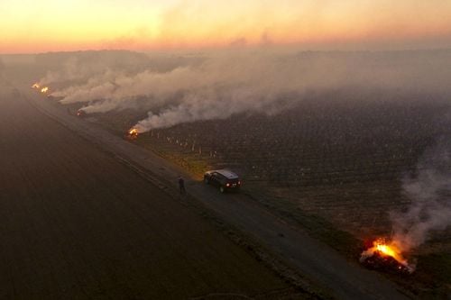 ‘it’s A Tragedy.’ French Winemakers Face Devastation After Worst Weather In 30 Years