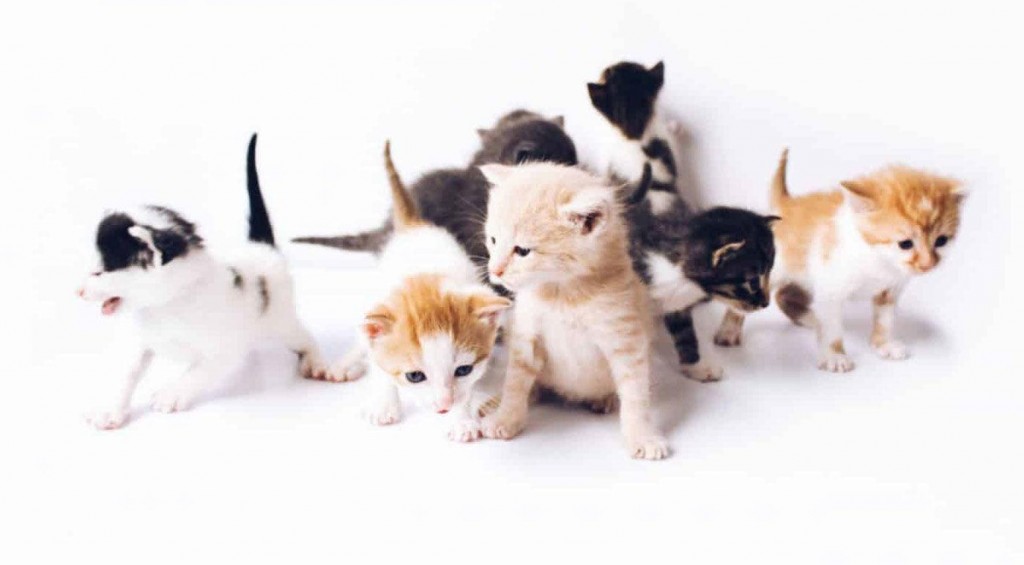 Lap Up These Nutrition Tips For A Healthy Kitten